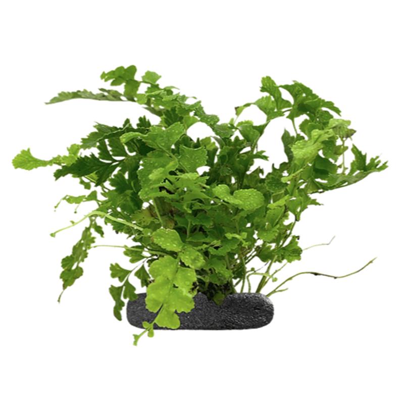 Planta terariu WIO Feriga Sword "Nephrolepis exaltata" - imagine 3